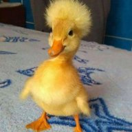 The_money_duck
